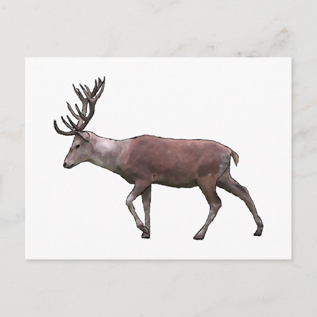 Red Deer. Postcard (Front)