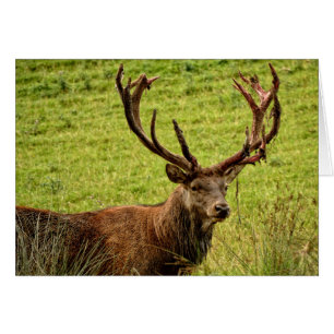 Red Deer Stag
