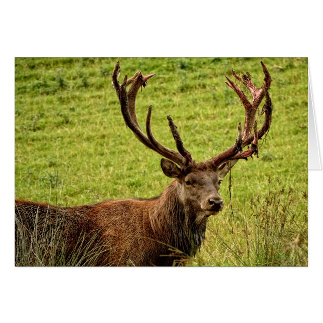 Red Deer Stag (Front Horizontal)