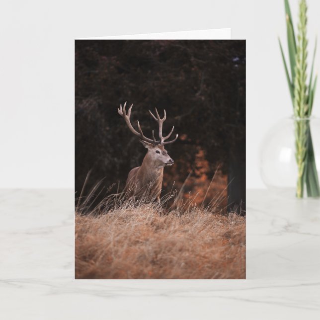 Red Deer Stag Card (Front)