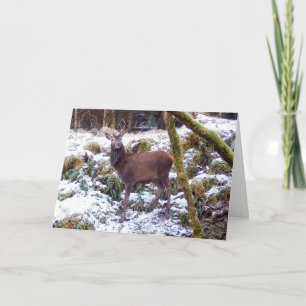 Red Deer Stag in Snow Greetings Card Add Text