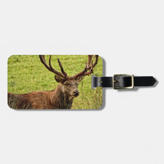 Red Deer Stag Luggage Tag (Front Horizontal)