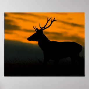 Red Deer Stag Silhouette at Sunset Wildlife Photog Poster