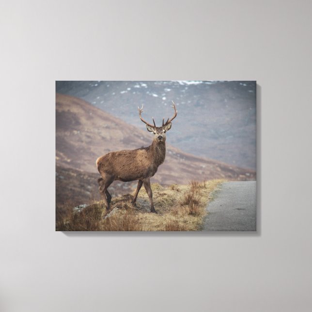 Red Deer Stag Wrapped Canvas (Front)