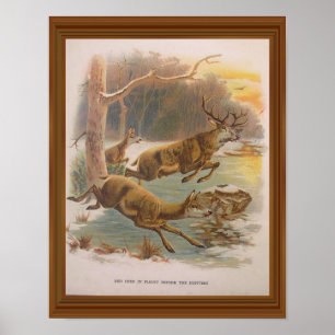 Red Deer Vintage Illustration 19th Century Artwork Poster