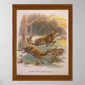 Red Deer Vintage Illustration 19th Century Artwork Poster