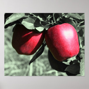 Red Delicious Apples On Tree Partial Colour Poster