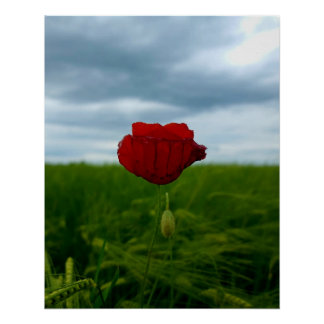 Red Despite Everything – Poppy Between Meadow and  Poster