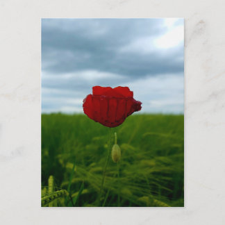 Red despite everything – Poppy in the green postca Postcard