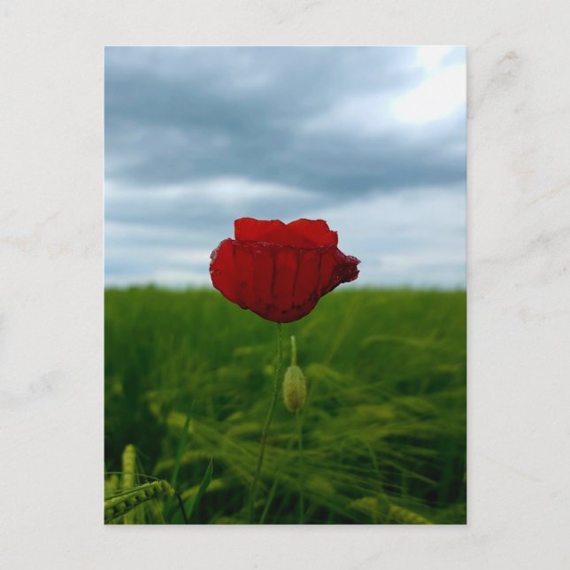 Red despite everything – Poppy in the green postca Postcard (Front)