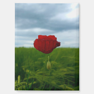 Red despite everything – Red Poppy Magnet