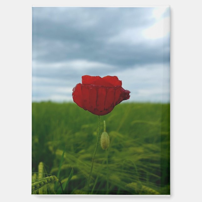 Red despite everything – Red Poppy Magnet (Front)