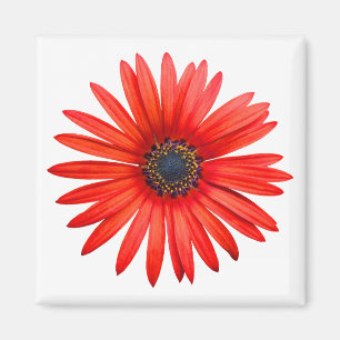 Red Devil Magnet