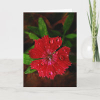 Red Dianthus With Raindrops