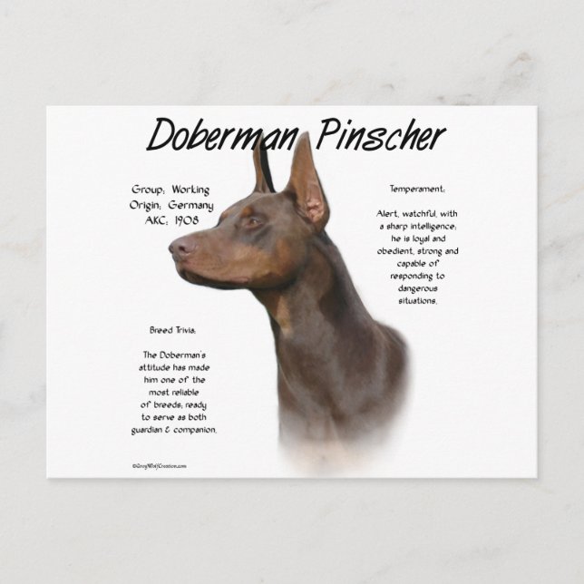 Red Doberman History  Postcard (Front)