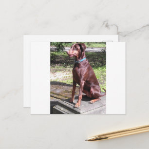 red doberman postcard
