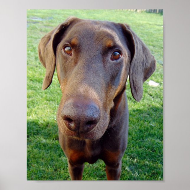 Red doberman poster (Front)