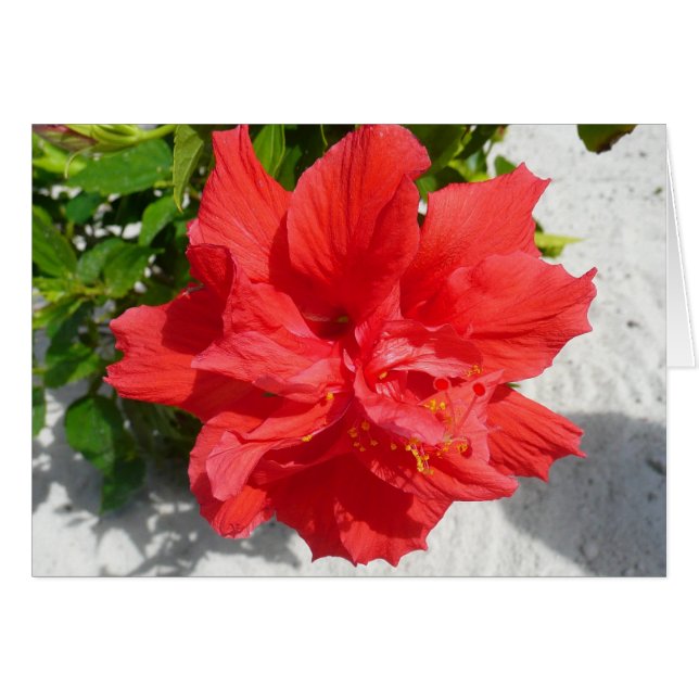 Red Double Hibiscus Flower (Front Horizontal)