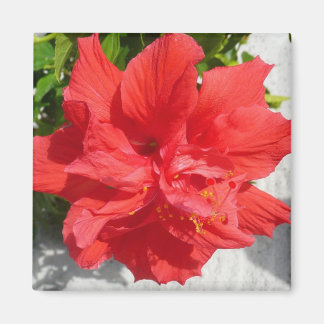 Red Double Hibiscus Flower Magnet