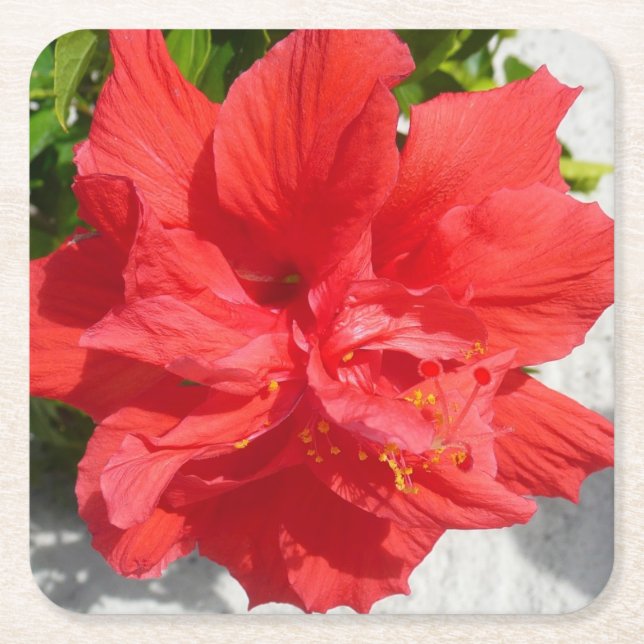Red Double Hibiscus Flower Square Paper Coaster (Front)