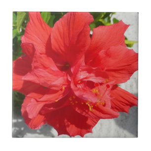 Red Double Hibiscus Flower Tile