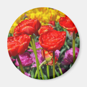 Red double tulips magnet