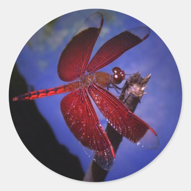 Red Dragonfly Classic Round Sticker (Front)