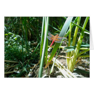 Red Dragonfly Clinging on a Leaf