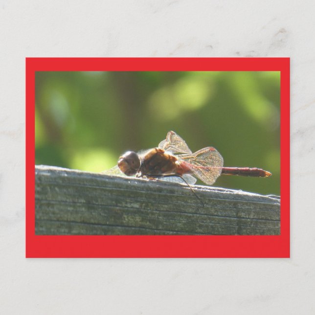 Red Dragonfly in the Sun DIY Postcard (Front)