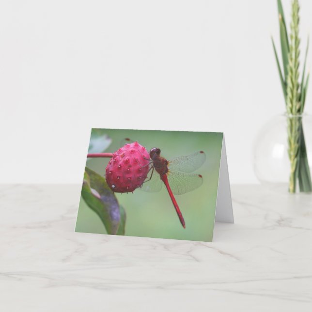Red Dragonfly Nature Photography Note Card (Front)