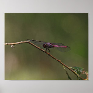 Red Dragonfly Nature Photography Poster