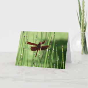 Red Dragonfly Note Card