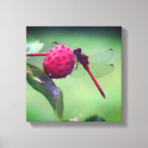 Red Dragonfly On Dogwood Fruit Close Up Canvas Print