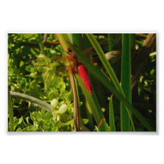 Red Dragonfly Photo Print