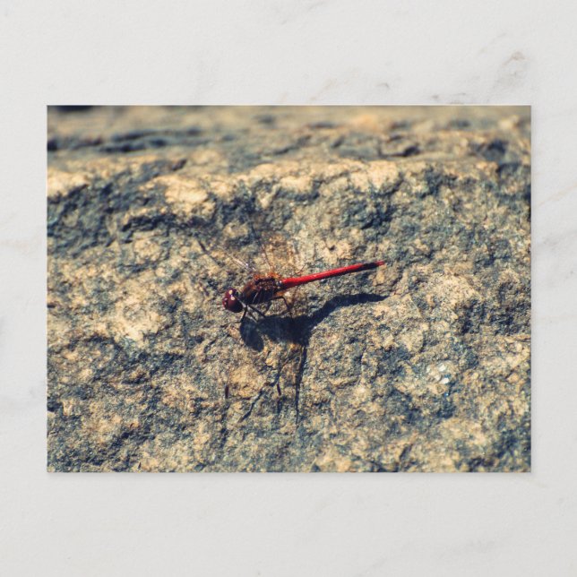 Red Dragonfly Postcard (Front)