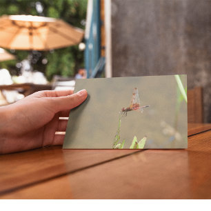 Red dragonfly resting on a straw postcard