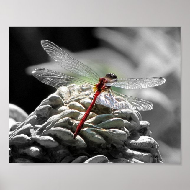 Red Dragonfly (Sympetrum vicinum) Poster (Front)