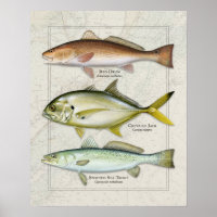 Red Drum, Crevalle Jack, Sea Trout Trio