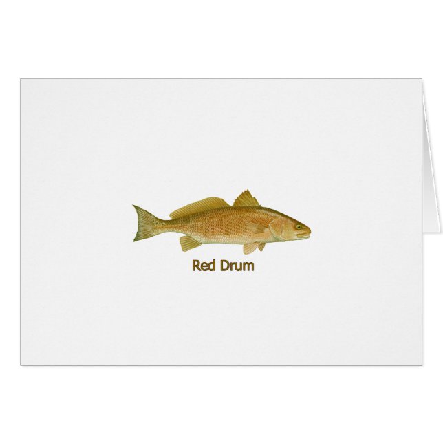 Red Drum (titled) (Front Horizontal)