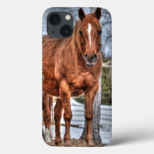 Red Dun Ranch Horse Equine-lover Photo iPhone 13 Case