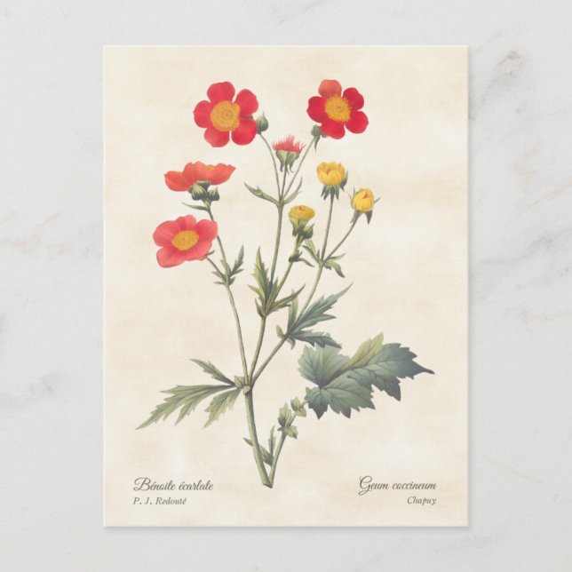 Red Dwarf Avens Vintage Botanical Illustration Postcard (Front)
