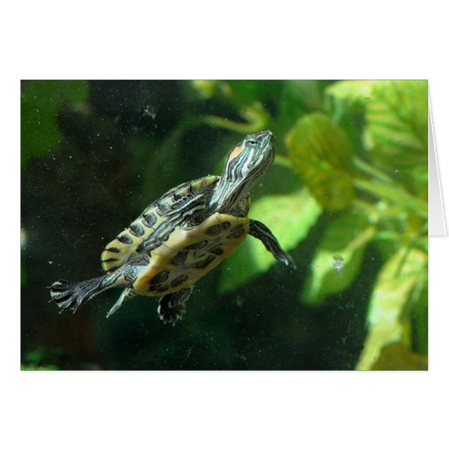 Red-Eared Slider - Frameable Art Card (Front Horizontal)