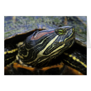 Red-eared Slider, Trachemys scripta elegans, 2