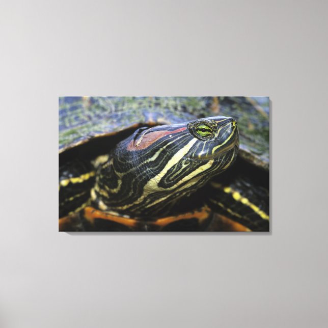 Red-eared Slider, Trachemys scripta elegans, 2 Canvas Print (Front)