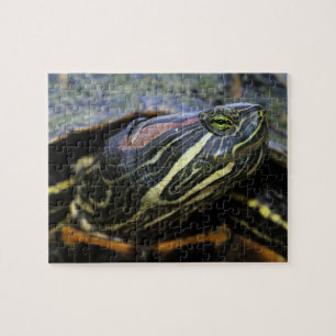 Red-eared Slider, Trachemys scripta elegans, 2 Jigsaw Puzzle