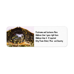 Red Eared Slider Turtle Head