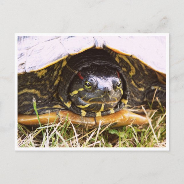 Red Eared Slider Turtle Head Postcard (Front)