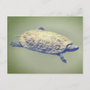 Red-eared slider turtle holiday postcard
