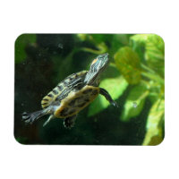 Red-Eared Slider Turtle