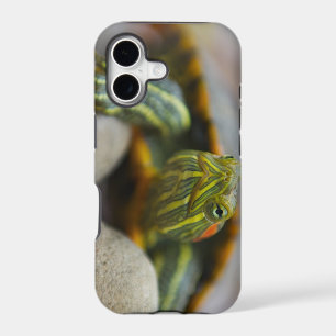 Red Eared Slider Turtle on River Rocks